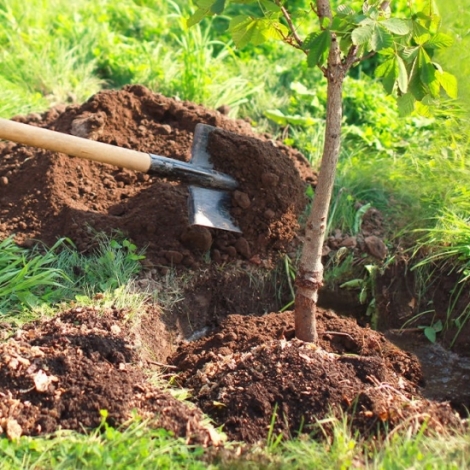 3me rendez-vous des chroniques pour planter un arbre