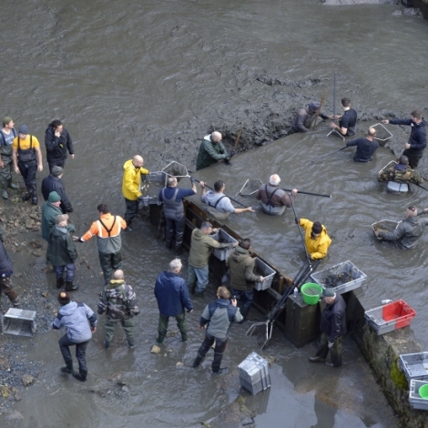 5 tonnes de poissons rcuprs  l'tang de Sault hier, avec peu de mortalit malgr des conditions pas videntes