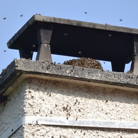 Avant que les abeilles essaiment dans votre chemine, il est prfrable d'agir en ce moment