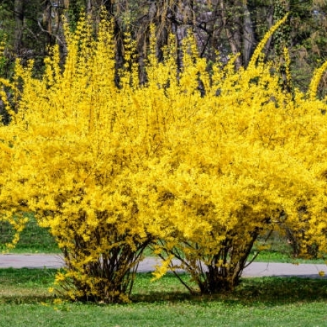 Avec ses belles fleurs jaunes, le Forsythia est  l'honneur ce mardi dans la chronique d'RMB sur les plantes