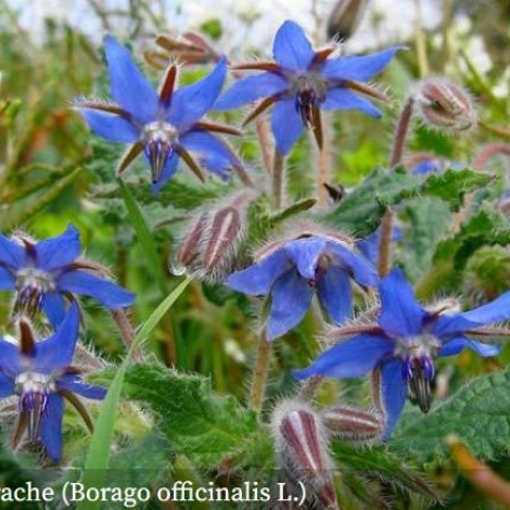 Avec ses jolies fleurs bleues, la bourrache est  l'honneur dans la chronique sur les plantes de ce mardi 6 mai sur RMB