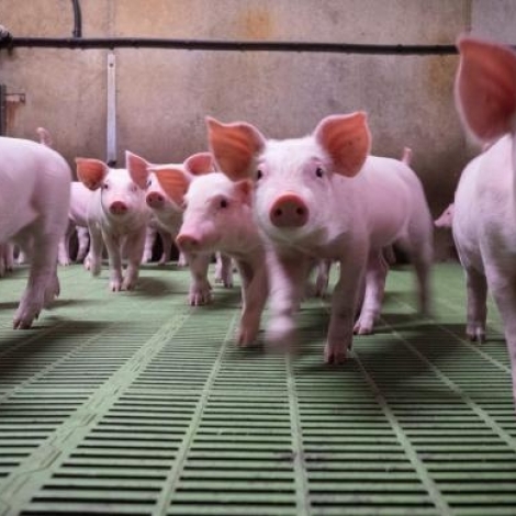 De la prison avec sursis et 4 000 euros d'amende  l'encontre d'un agriculteur pour des levages et abattages de poulets et de porcs illgaux