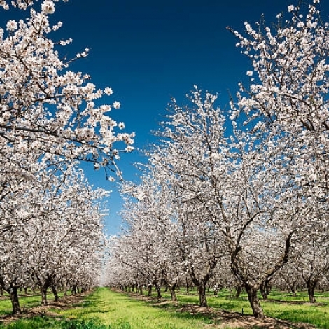 L'amandier est  l'honneur ce mardi 25 mars dans la chronique sur les plantes