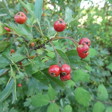 L'aubpine est  l'honneur ce mardi dans la chronique RMB sur les plantes