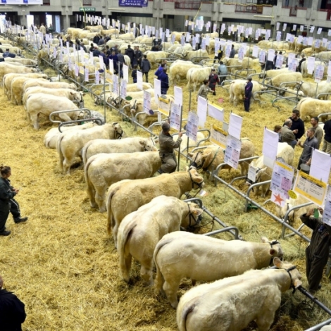 La FNSEA de l'Allier monte aux crneaux face  l'interdiction d'exporter les bovins dans le cadre du problme dermatose nodulaire