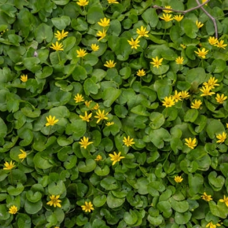 La Ficaire est  l'honneur dans la chronique sur les plantes de ce mardi 8 avril