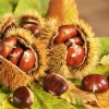 La chtaigne  l'honneur pour la dernire rubrique de l'anne sur les plantes