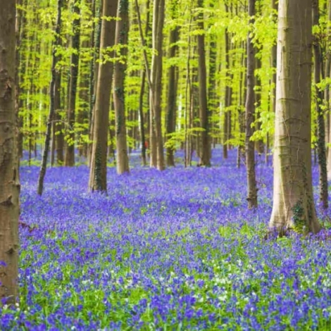 La jacinthe est  l'honneur dans la chronique du 29 avril sur les plantes
