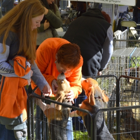 Le chien et le bien tre animalier mis  l'honneur  Montluon