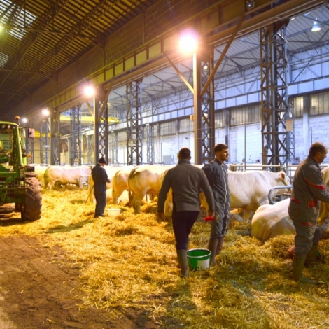 Le concours des animaux de boucherie dbute ce mercredi 26 mars  Montluon