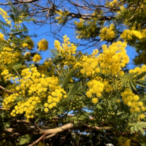 Le mimosas est  l'honneur dans la rubrique du jour sur les plantes