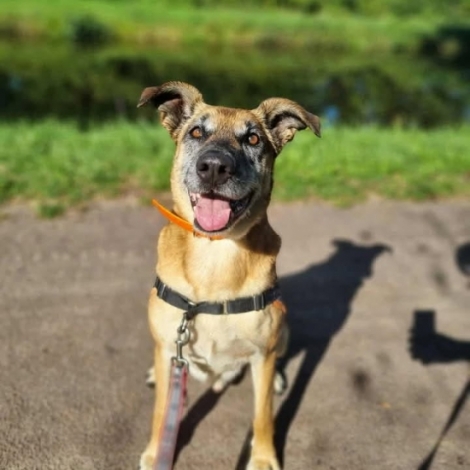 Odin, Ramses et Vrak, 3 curs   prendre  la SPA de Montluon en ce moment