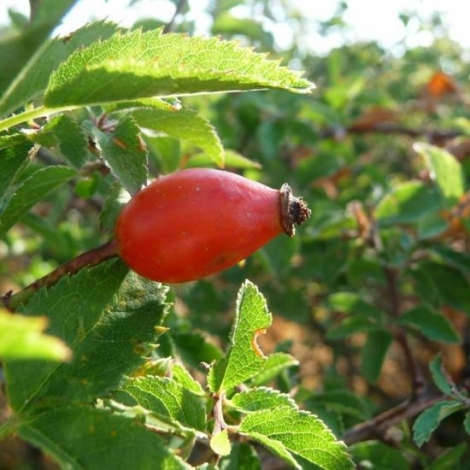 On parle de l'glantier dans la chronique RMB du mardi sur les plantes