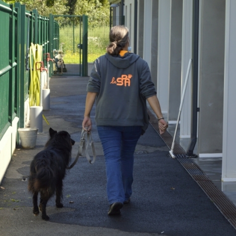 Toujours trop d'abandons d'animaux, et de plus en plus pour des raisons financires